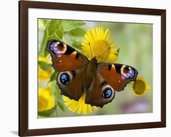 Peacock Butterfly on Fleabane Flowers, Hertfordshire, England, UK-Andy Sands-Framed Photographic Print