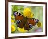 Peacock Butterfly on Fleabane Flowers, Hertfordshire, England, UK-Andy Sands-Framed Photographic Print