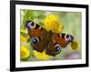 Peacock Butterfly on Fleabane Flowers, Hertfordshire, England, UK-Andy Sands-Framed Photographic Print