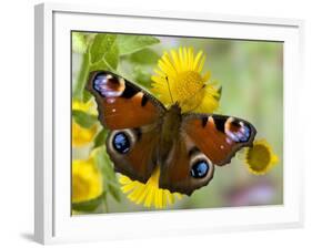 Peacock Butterfly on Fleabane Flowers, Hertfordshire, England, UK-Andy Sands-Framed Photographic Print