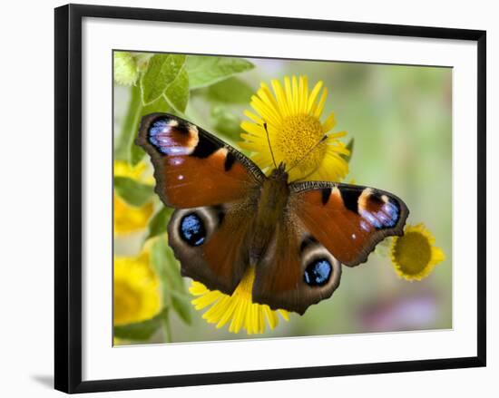 Peacock Butterfly on Fleabane Flowers, Hertfordshire, England, UK-Andy Sands-Framed Photographic Print