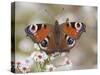 Peacock Butterfly, Resting on Garden Flowers, Wallington Hall Garden, Northumberland, England, UK-Toon Ann & Steve-Stretched Canvas