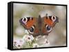 Peacock Butterfly, Resting on Garden Flowers, Wallington Hall Garden, Northumberland, England, UK-Toon Ann & Steve-Framed Stretched Canvas