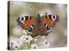 Peacock Butterfly, Resting on Garden Flowers, Wallington Hall Garden, Northumberland, England, UK-Toon Ann & Steve-Stretched Canvas