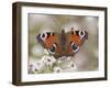 Peacock Butterfly, Resting on Garden Flowers, Wallington Hall Garden, Northumberland, England, UK-Toon Ann & Steve-Framed Photographic Print