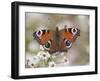 Peacock Butterfly, Resting on Garden Flowers, Wallington Hall Garden, Northumberland, England, UK-Toon Ann & Steve-Framed Photographic Print