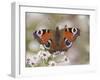 Peacock Butterfly, Resting on Garden Flowers, Wallington Hall Garden, Northumberland, England, UK-Toon Ann & Steve-Framed Photographic Print