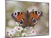 Peacock Butterfly, Resting on Garden Flowers, Wallington Hall Garden, Northumberland, England, UK-Toon Ann & Steve-Mounted Photographic Print