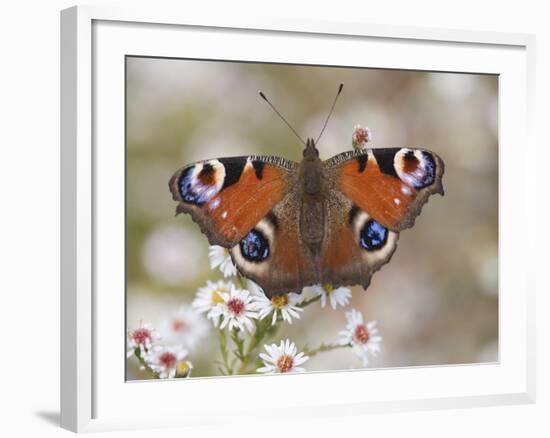 Peacock Butterfly, Resting on Garden Flowers, Wallington Hall Garden, Northumberland, England, UK-Toon Ann & Steve-Framed Photographic Print