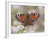 Peacock Butterfly, Resting on Garden Flowers, Wallington Hall Garden, Northumberland, England, UK-Toon Ann & Steve-Framed Photographic Print