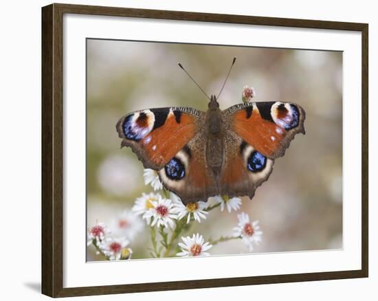 Peacock Butterfly, Resting on Garden Flowers, Wallington Hall Garden, Northumberland, England, UK-Toon Ann & Steve-Framed Photographic Print