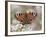 Peacock Butterfly, Resting on Garden Flowers, Wallington Hall Garden, Northumberland, England, UK-Toon Ann & Steve-Framed Photographic Print