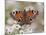 Peacock Butterfly, Resting on Garden Flowers, Wallington Hall Garden, Northumberland, England, UK-Toon Ann & Steve-Mounted Photographic Print