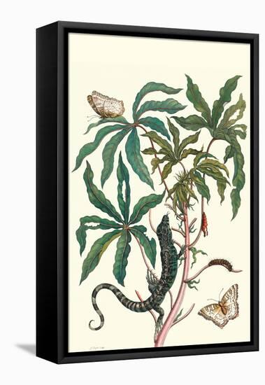 Peacock Butterfly with a Lizard-Maria Sibylla Merian-Framed Stretched Canvas