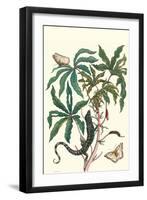 Peacock Butterfly with a Lizard-Maria Sibylla Merian-Framed Art Print