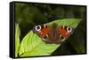 Peacock Butterfly-Dr. Keith Wheeler-Framed Stretched Canvas