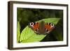 Peacock Butterfly-Dr. Keith Wheeler-Framed Photographic Print