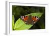 Peacock Butterfly-Dr. Keith Wheeler-Framed Photographic Print