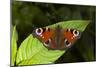 Peacock Butterfly-Dr. Keith Wheeler-Mounted Photographic Print