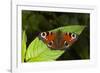 Peacock Butterfly-Dr. Keith Wheeler-Framed Photographic Print