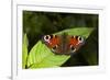 Peacock Butterfly-Dr. Keith Wheeler-Framed Photographic Print