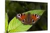 Peacock Butterfly-Dr. Keith Wheeler-Mounted Photographic Print
