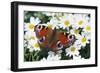 Peacock Butterfly-null-Framed Photographic Print