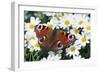 Peacock Butterfly-null-Framed Photographic Print