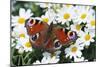 Peacock Butterfly-null-Mounted Photographic Print