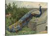 Peacock (Chromolitho)-Charles Collins-Stretched Canvas
