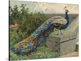 Peacock (Chromolitho)-Charles Collins-Stretched Canvas