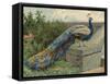 Peacock (Chromolitho)-Charles Collins-Framed Stretched Canvas