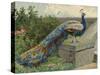 Peacock (Chromolitho)-Charles Collins-Stretched Canvas