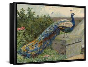 Peacock (Chromolitho)-Charles Collins-Framed Stretched Canvas