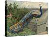 Peacock (Chromolitho)-Charles Collins-Stretched Canvas