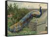 Peacock (Chromolitho)-Charles Collins-Framed Stretched Canvas