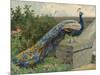 Peacock (Chromolitho)-Charles Collins-Mounted Giclee Print