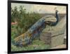 Peacock (Chromolitho)-Charles Collins-Framed Giclee Print