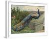 Peacock (Chromolitho)-Charles Collins-Framed Giclee Print
