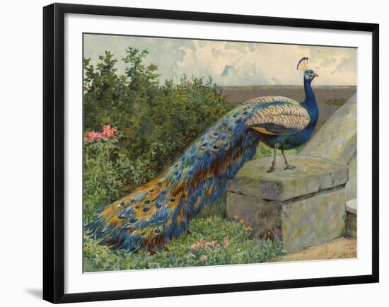 Peacock (Chromolitho)-Charles Collins-Framed Giclee Print