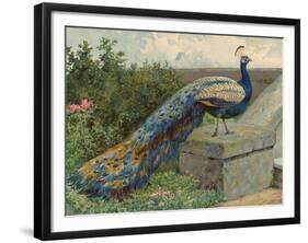 Peacock (Chromolitho)-Charles Collins-Framed Giclee Print