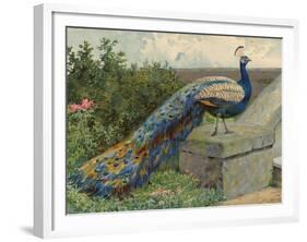 Peacock (Chromolitho)-Charles Collins-Framed Giclee Print