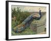 Peacock (Chromolitho)-Charles Collins-Framed Giclee Print