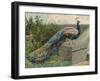 Peacock (Chromolitho)-Charles Collins-Framed Giclee Print