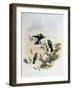 Peacock Coquette (Lophornis Pavoninus)-John Gould-Framed Giclee Print