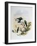 Peacock Coquette (Lophornis Pavoninus)-John Gould-Framed Giclee Print