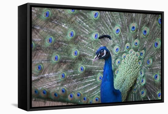 Peacock, Cotswold Wildlife Park, Costswolds, Gloucestershire, England, United Kingdom, Europe-Charlie Harding-Framed Stretched Canvas