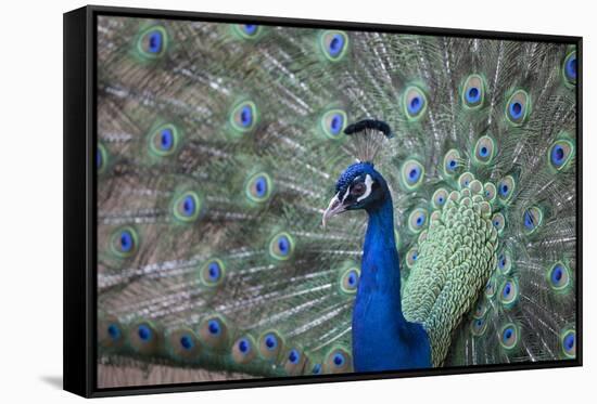 Peacock, Cotswold Wildlife Park, Costswolds, Gloucestershire, England, United Kingdom, Europe-Charlie Harding-Framed Stretched Canvas