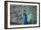 Peacock, Cotswold Wildlife Park, Costswolds, Gloucestershire, England, United Kingdom, Europe-Charlie Harding-Framed Photographic Print