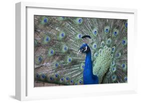 Peacock, Cotswold Wildlife Park, Costswolds, Gloucestershire, England, United Kingdom, Europe-Charlie Harding-Framed Photographic Print